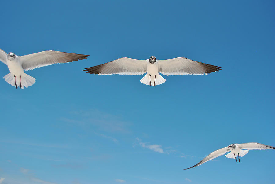Bird Photograph - Seagulls 1 by Audrey