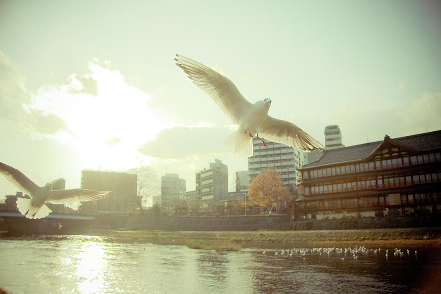 Seagulls Above Kamo River Photograph by Masahiro Makino