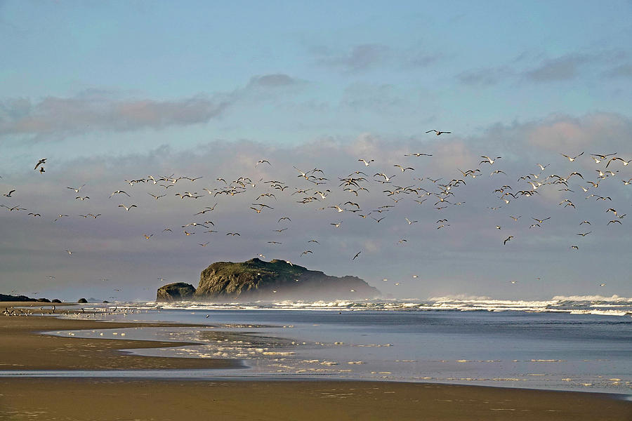 Seagulls along the beach in Bandon, Oregon Photograph by Buddy Mays