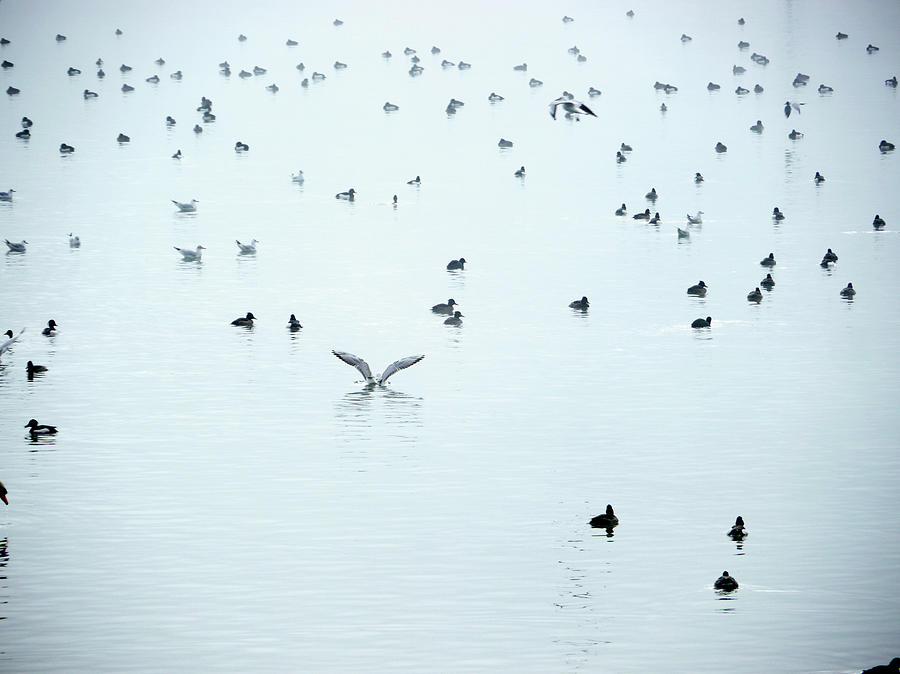 Seagulls And Ducks At Lake Constance Photograph by Rolfo