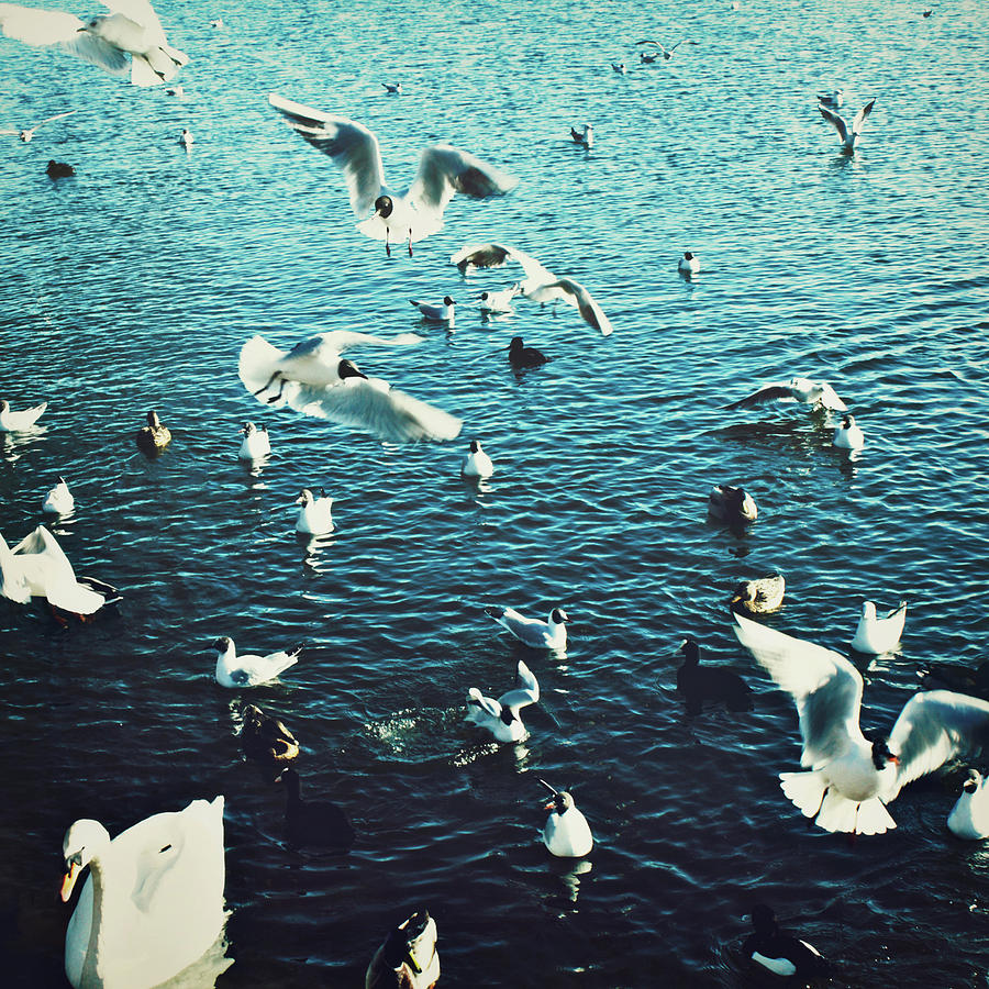 Seagulls At Lake Photograph by Julia Davila-lampe