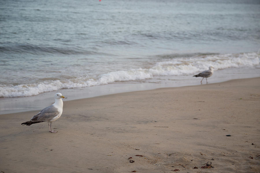 Seagulls at Misquamicut Photograph by Kirkodd Photography Of New England