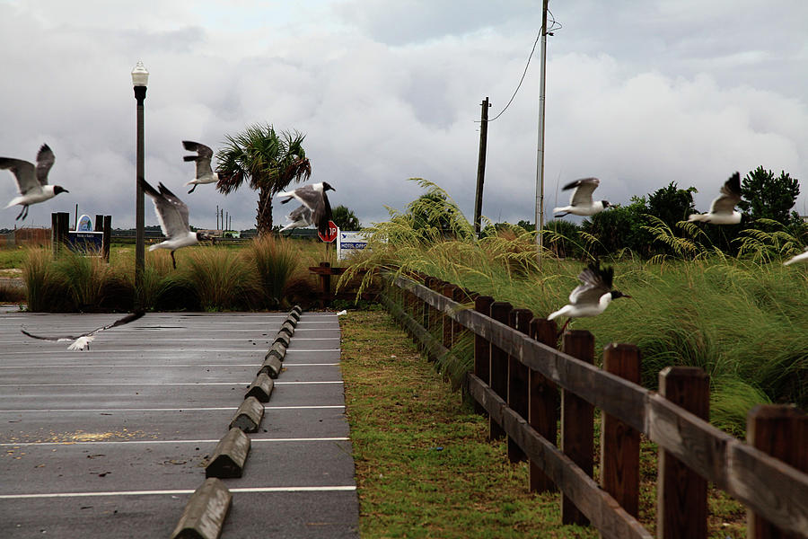 Seagulls at Port St. Joe Marina Photograph by Toni Hopper