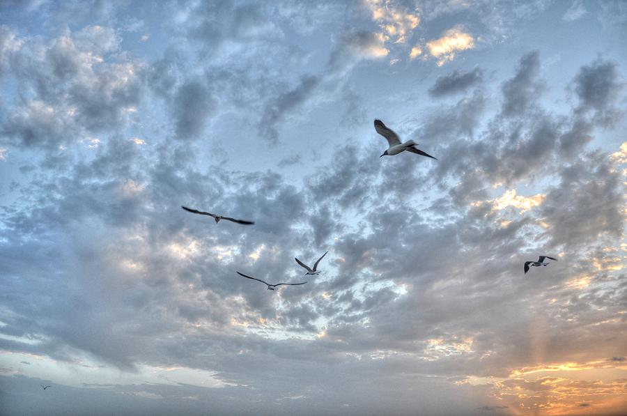 Seagulls At Sunrise Photograph by Jonathan Garrett