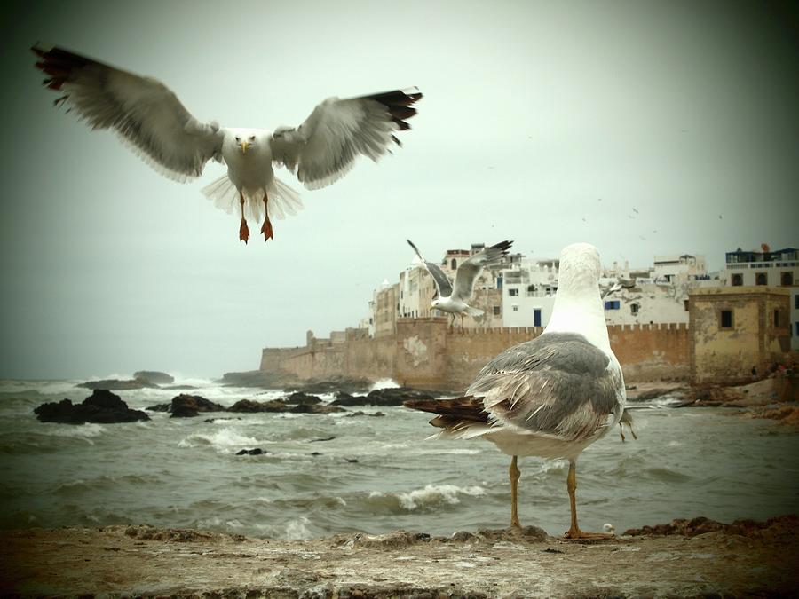 Seagull Photograph - Seagulls At The Harbour Overlooking The Medina Of Essaouira, Morocco by Jalag / Marion Beckhuser