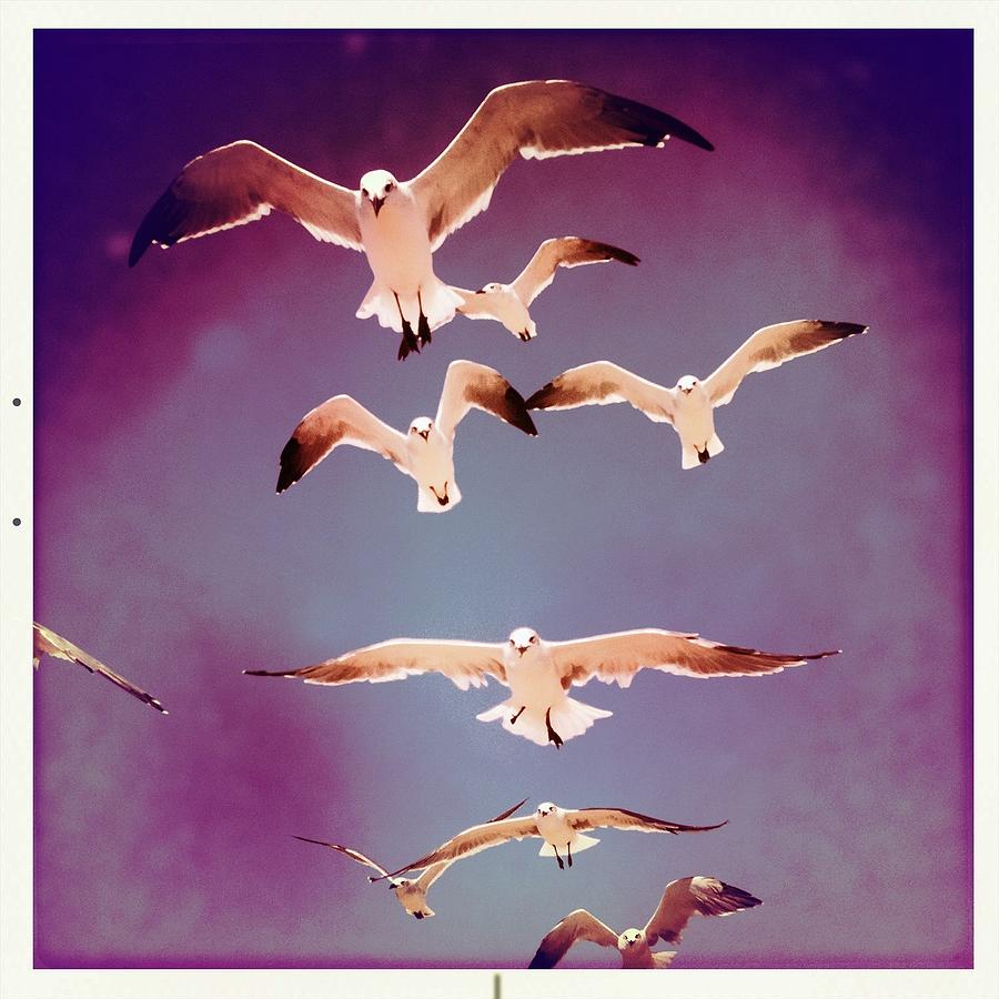 Seagulls Photograph by David Kozlowski