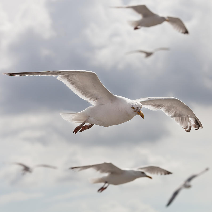 Seagulls Photograph by Diegorivera