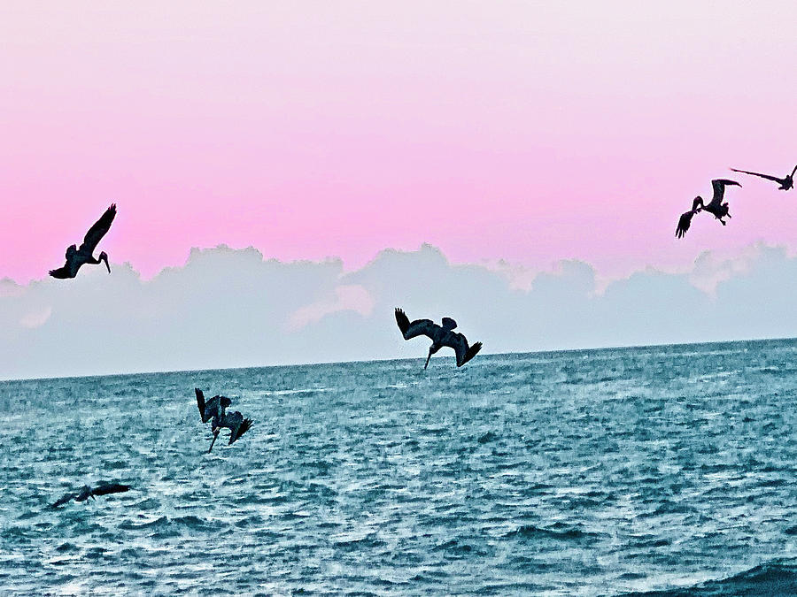 Seagulls Diving for Dinner at Sunset in Captiva Island Florida Photograph by Shelly Tschupp