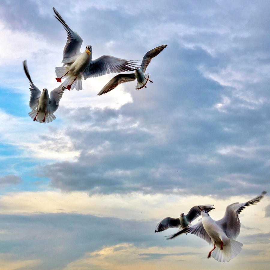 Seagulls Photograph by Fabrizio Troiani