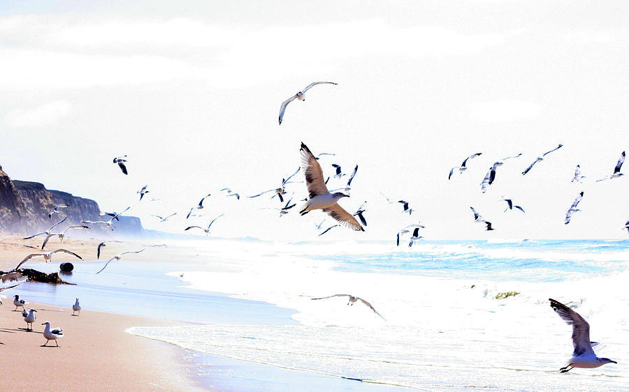 Seagulls Flying Photograph by Aaron C. Engelberg Photography  Sunnyvale, Ca