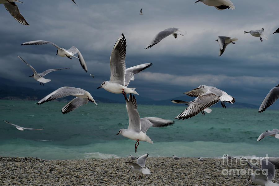 Seagulls Flying At A Beach Photograph by Longland River