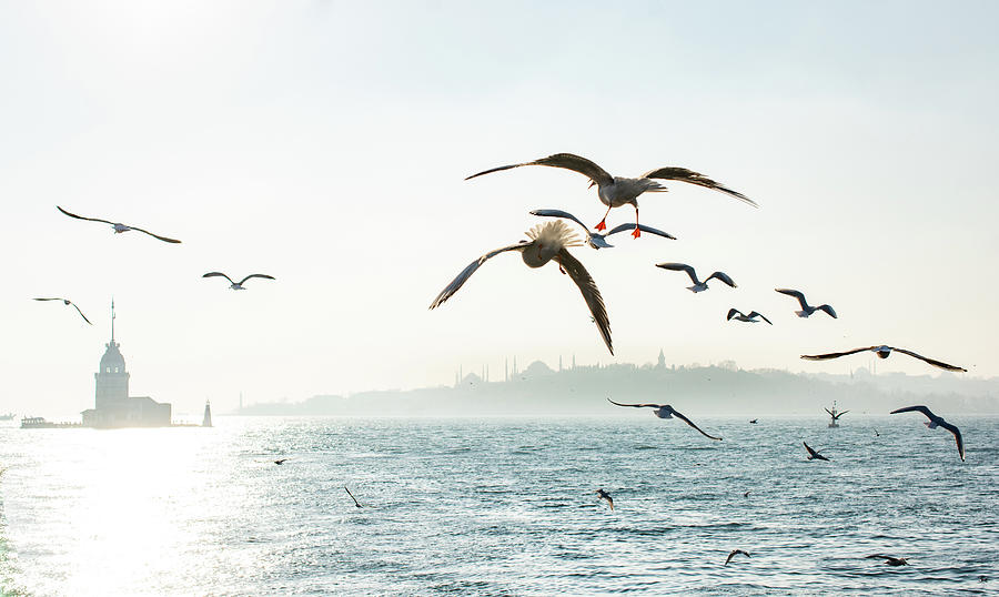 Architecture Photograph - Seagulls Flying In Sky Around The Maiden Tower In Istanbul by Cavan Images