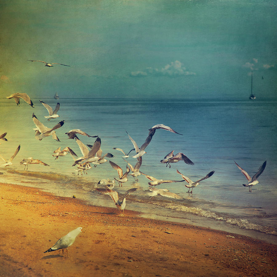 Seagulls Flying Photograph by Istvan Kadar Photography