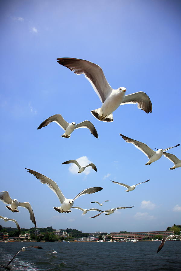 Seagulls Flying Over Ocean Photograph by Jhhuang