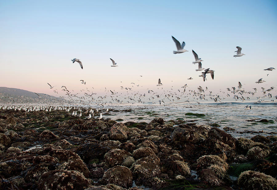 Seagulls Flying Over Rocky Beach Photograph by Max Bailen