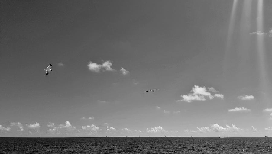Seagulls Flying Over The Bay Photograph by Rachel Hannah