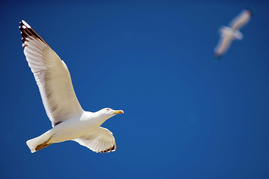 Seagulls Flying Photograph by Stipe Surac