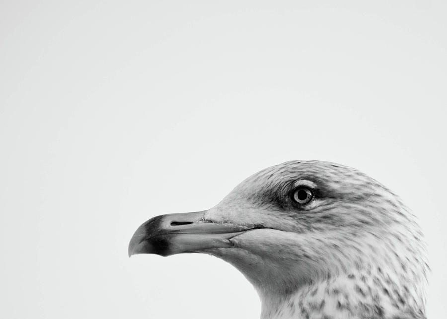 Seagulls Head Photograph by Photography By Stuart Mackenzie (disco~stu)