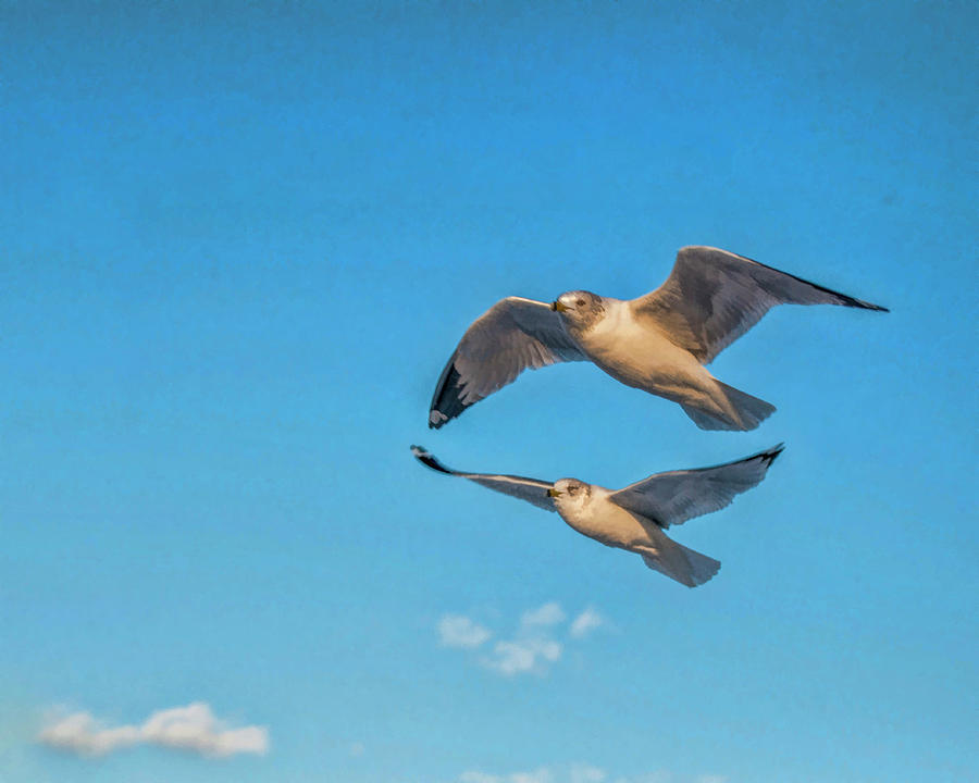 Seagulls in Flight 3 Photograph by Cathy Kovarik