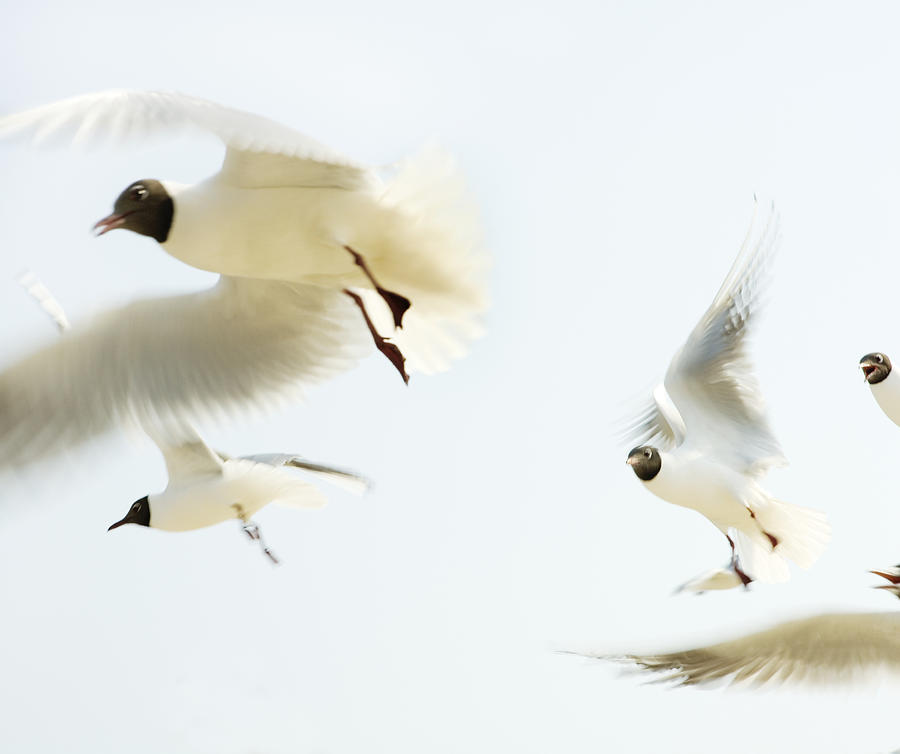 Seagulls In Flight Blurred Motion Photograph by Frank Rothe