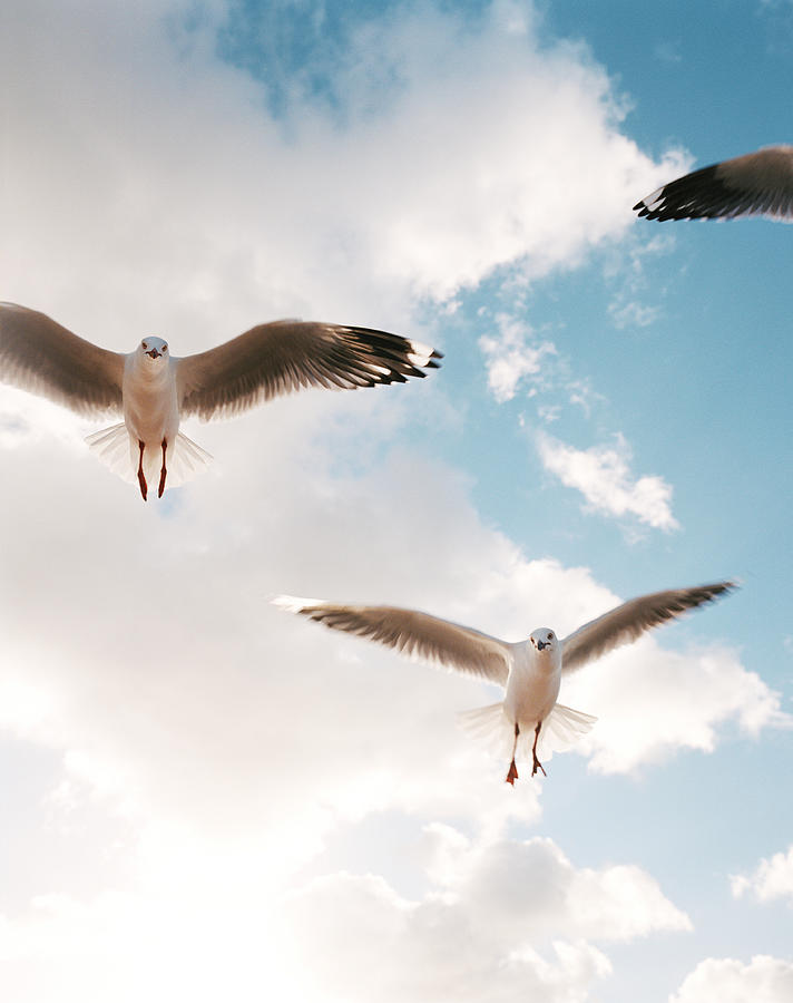 Seagulls In Flight, Low Angle View Photograph by Blasius Erlinger