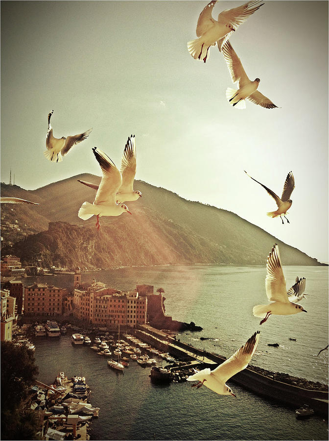 Seagulls In Flight Photograph by Luisapuccini