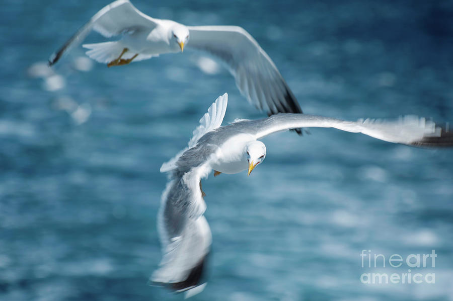 Seagulls In Flight Photograph by Microgen Images/science Photo Library