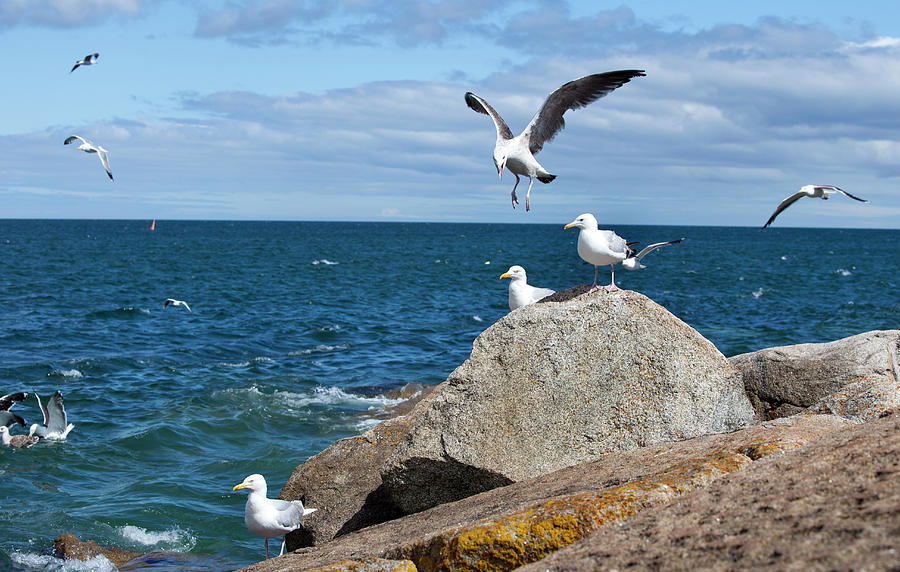 Seagulls In Flight On Rocks Near Ocean Photograph by Lillisphotography
