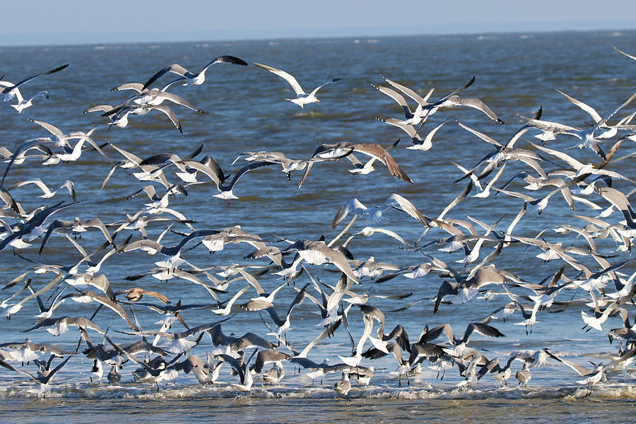 Seagulls In Flight  Photograph by Jordan Hill