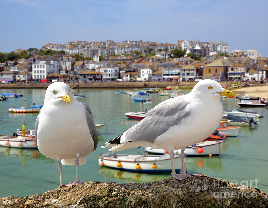 Big Photograph - Seagulls In St Ives Harbour Cornwall by Jaroslava V Big Photograph - Seagulls In St Ives Harbour Cornwall by Jaroslava V