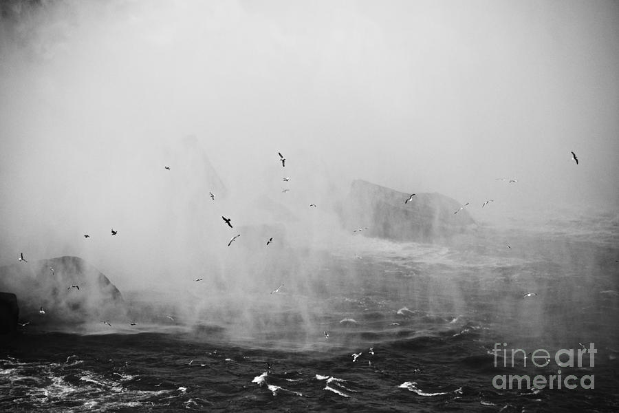 Seagulls in the Mist Photograph by Debra Banks