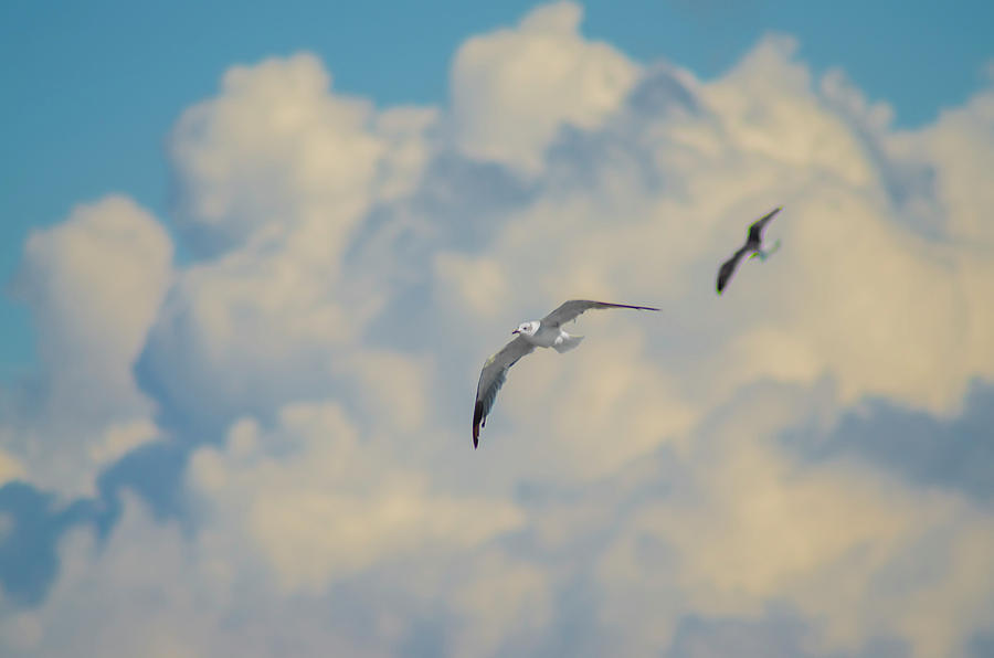 Seagulls in the Sky Photograph by Bill Cannon
