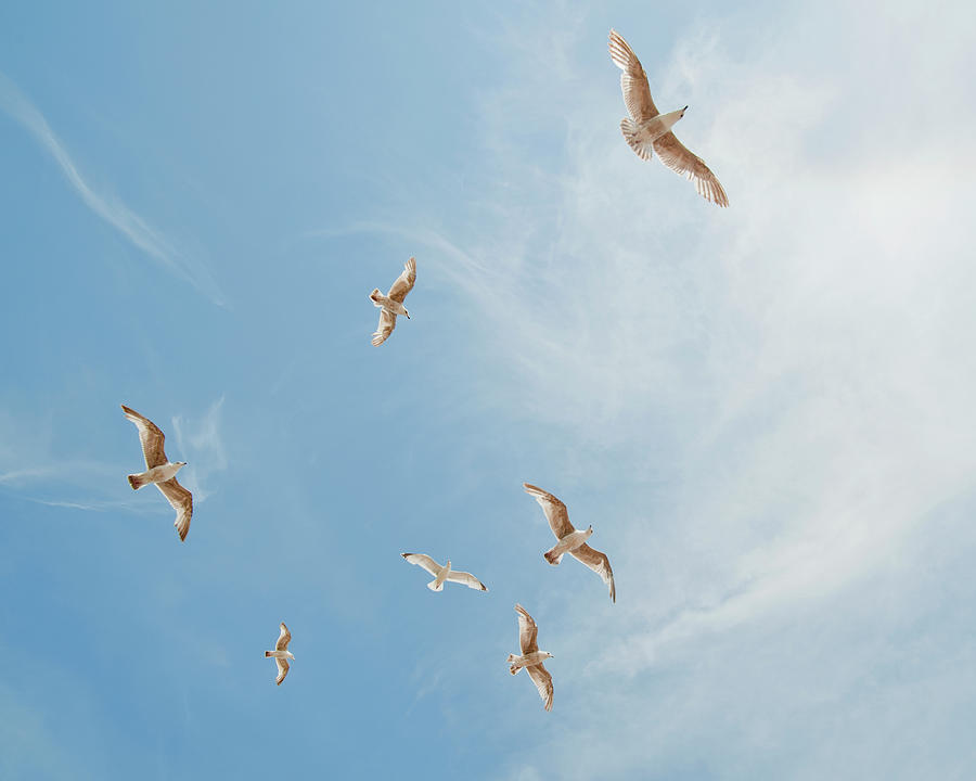 Seagulls Photograph by John Harper