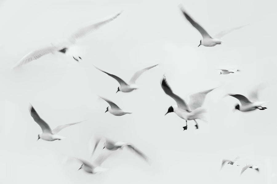 Seagulls Photograph by K.arran - Photomuso