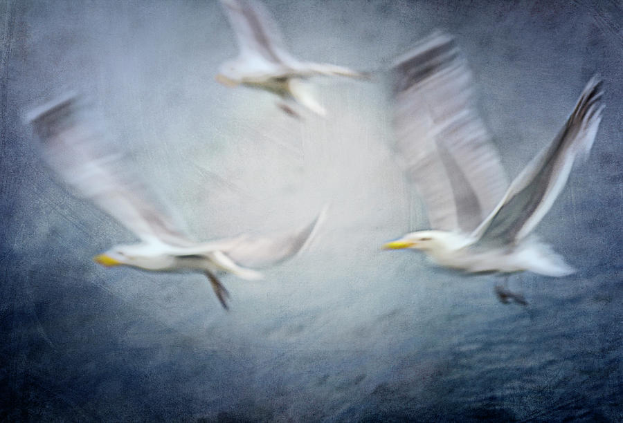 Seagull Photograph - Seagulls by Katarina Holmstrm