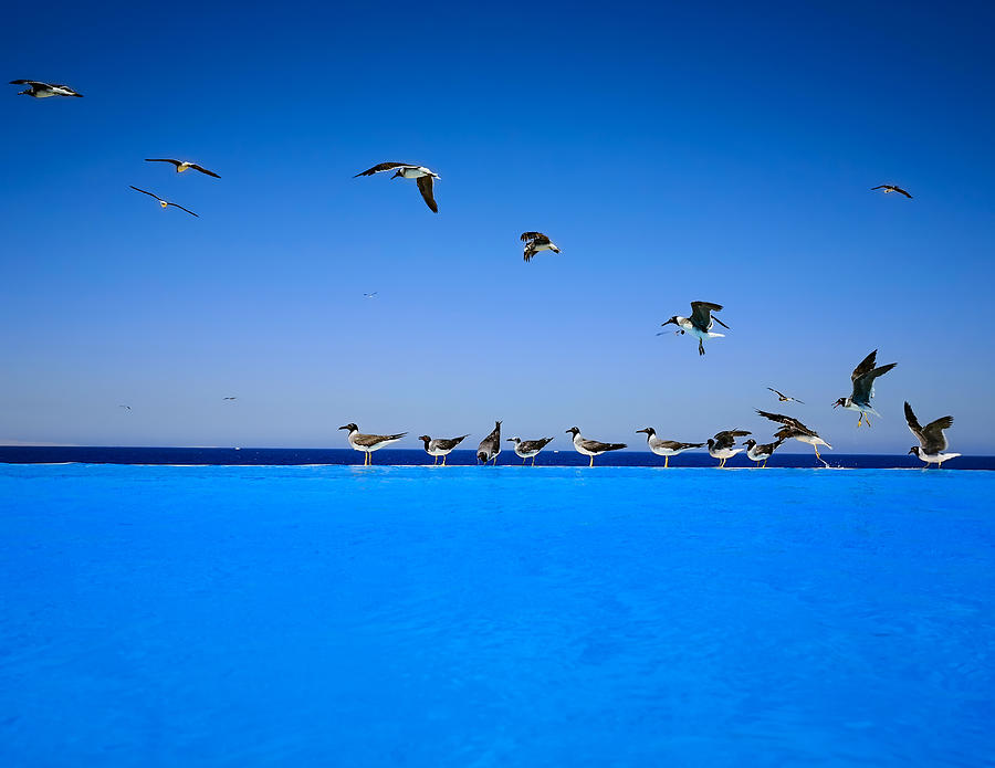 Landscape Photograph - Seagulls Line Up! by Asmaa Eltouny