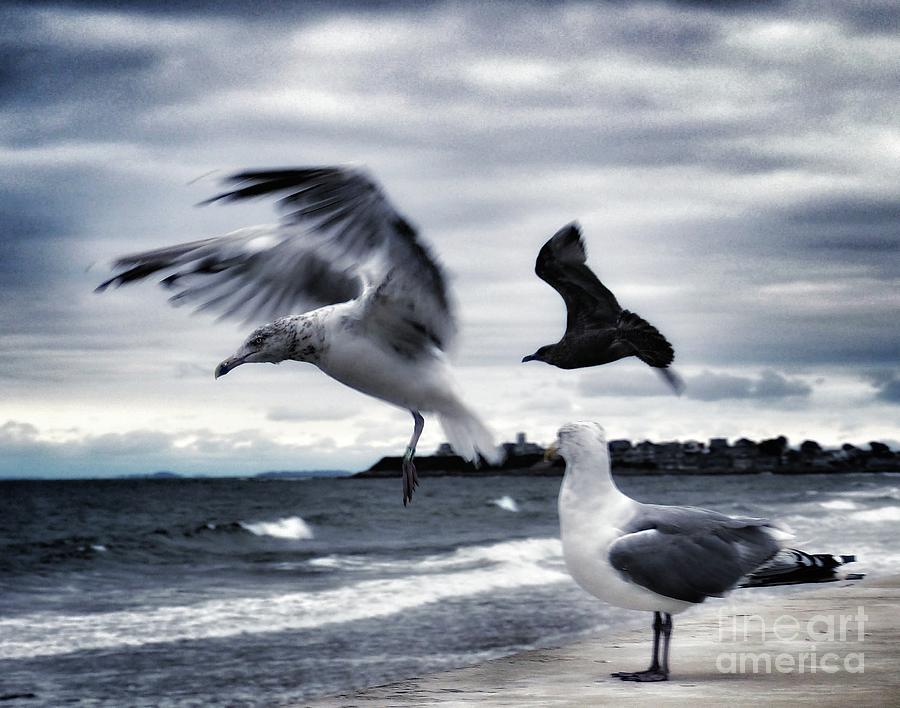 Seagulls Photograph by Mary Capriole
