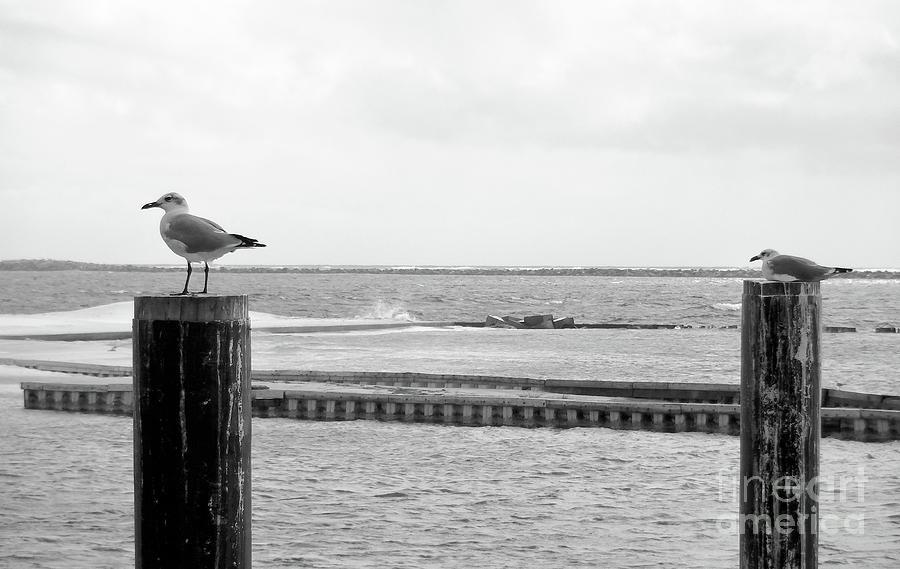 Seagulls Photograph - Seagulls by Megan Cohen Seagulls Photograph - Seagulls by Megan Cohen