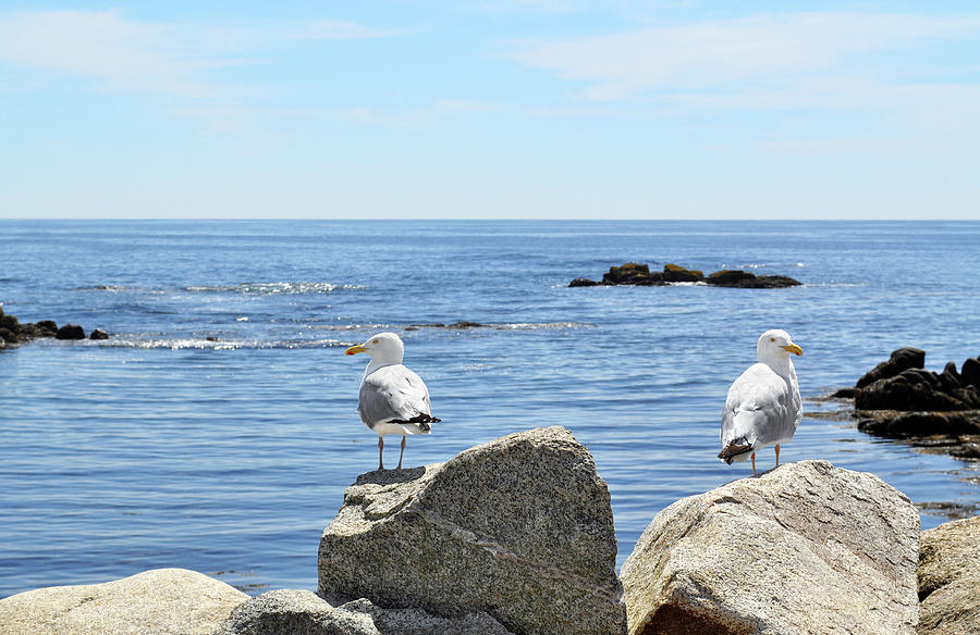 Seagulls Photograph by Nicolecioe