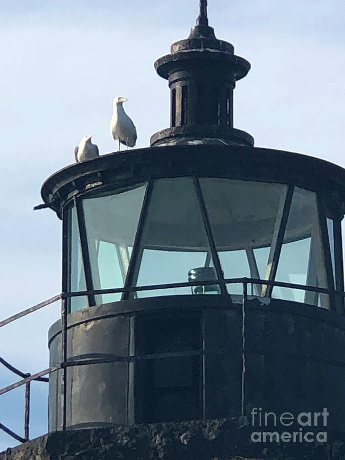 Seagulls Photograph - Seagulls Of Light by Melissa OGara Seagulls Photograph - Seagulls Of Light by Melissa OGara