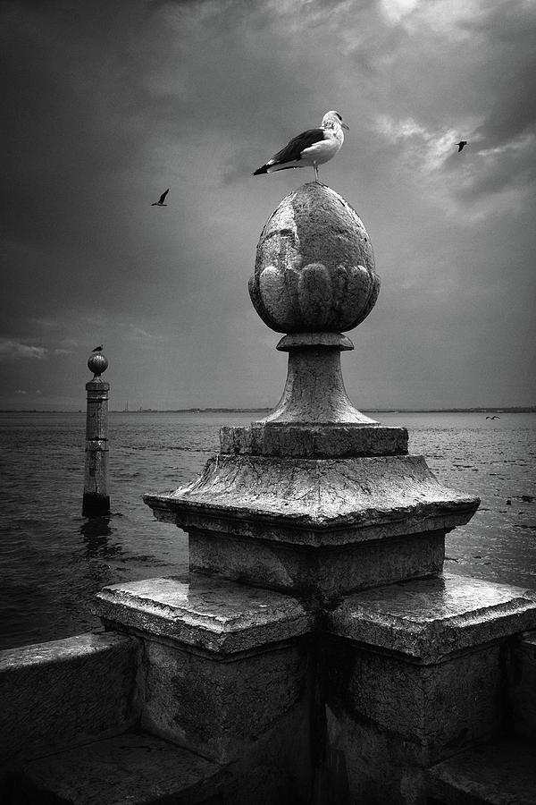 Seagulls of the Tagus Photograph by Carlos Caetano