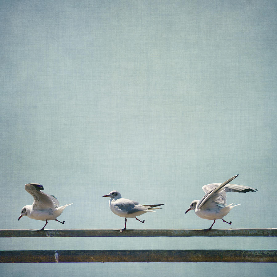 Seagulls On Iron Railing Photograph by Christiana Stawski