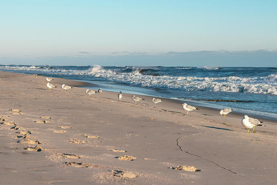 Seagulls on Jones Beach Photograph by Sandi Kroll