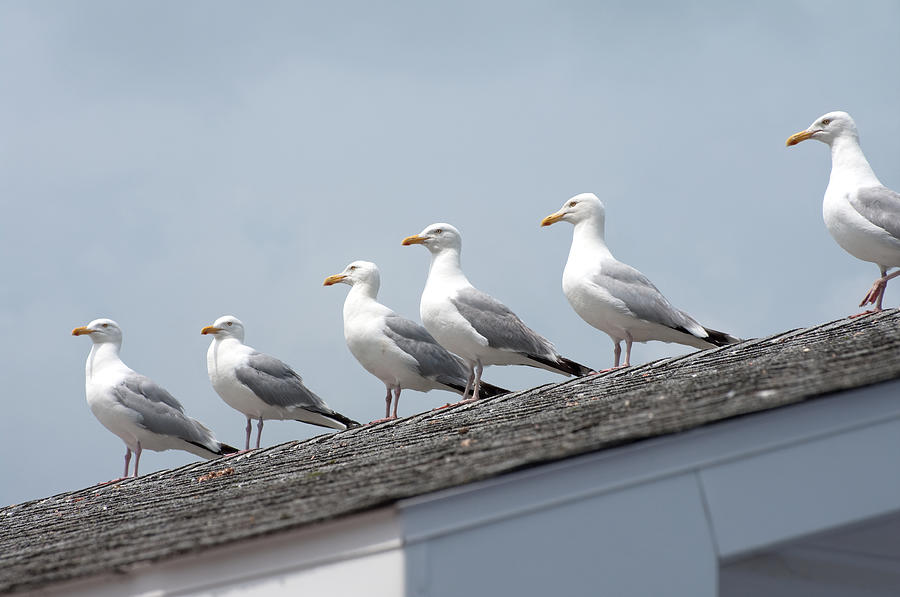 Seagulls On Roof Photograph by Simplycreativephotography