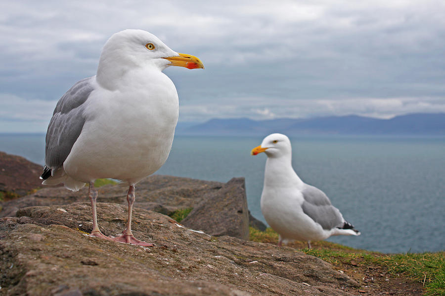 Seagulls On Slea Head On The Dingle Photograph by Trish Punch / Design Pics