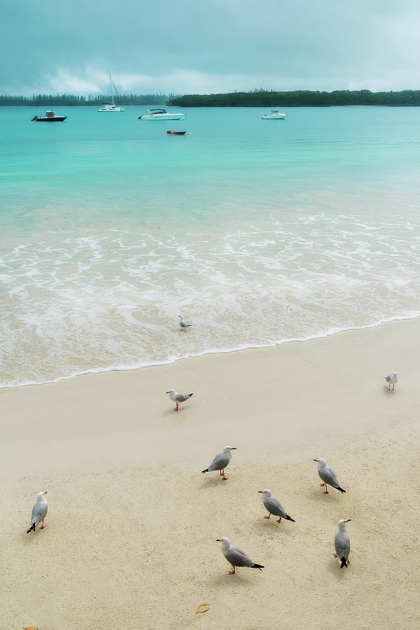 Seagulls on the beach at Kuto Bay by Daniela Constantinescu Seagulls on the beach at Kuto Bay by Daniela Constantinescu