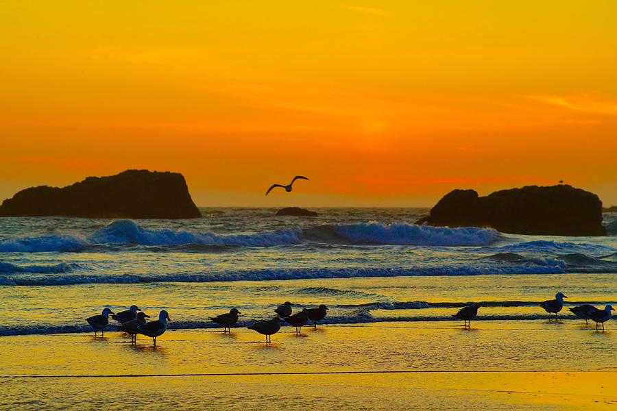 Seagulls On The Beach Photograph by Brent Bunch