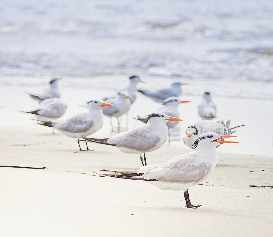 Seagulls on the Beach Photograph by Lori Rowland