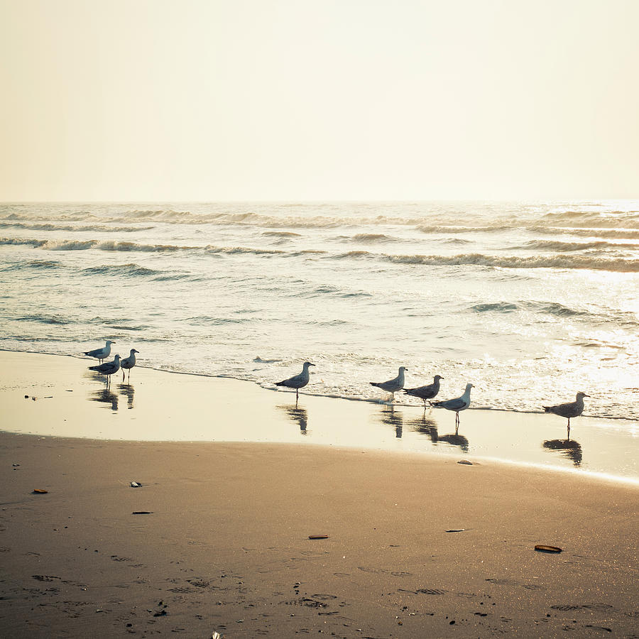Seagulls On The Seashore At Sunset Photograph by Cirano83