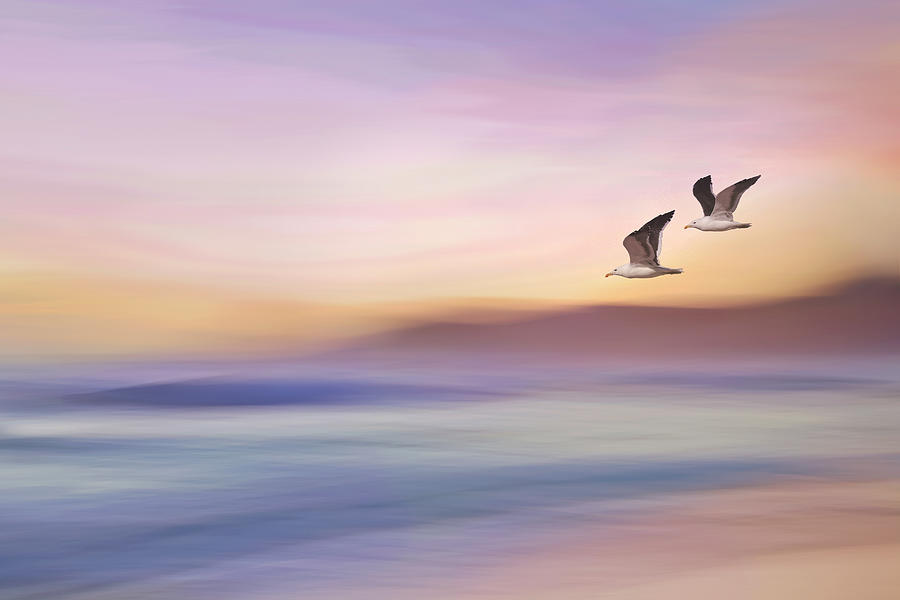 Bird Photograph - Seagulls Over Long Beach by Gaby Grohovaz